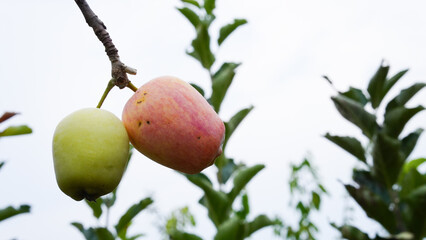 Anna apples hanging on a tree, ready to be picked