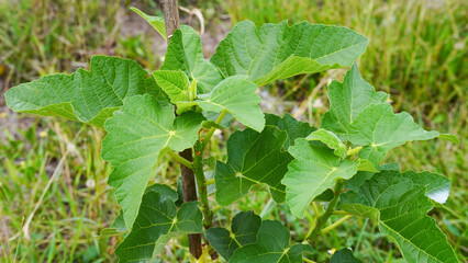 Close-up of a fig leaf