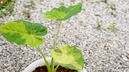 colocasia gigantea hook .f variegated