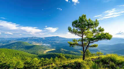 Fototapeta premium Lone pine tree overlooking a breathtaking mountain landscape under a blue sky.