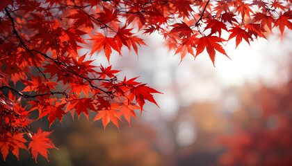 Bright red maple leaves on a tree in a colorful autumn forest under a blue sky