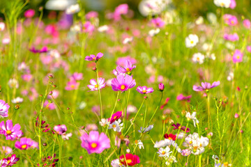 秋風に揺れるコスモス畑