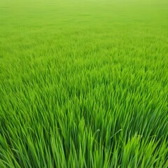 Obraz premium Lush Green Rice Paddy Field