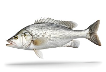 Fototapeta premium Fresh Silver Perch Fish Isolated on White Background