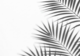 Shadows of palm leaves create a minimalist and modern aesthetic on a white background surface space