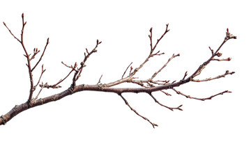 Fototapeta premium Bare Branch Isolated on Black Background Nature Winter Tree dry art wood twig stem plant brown image on transparent background