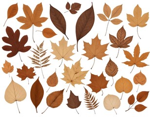 Obraz premium Collection of Dried Autumn Leaves