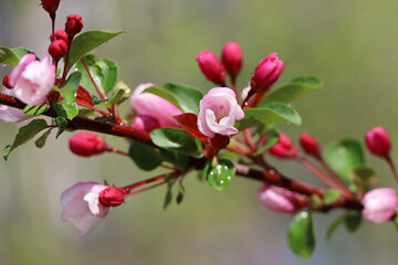 Apple blossom in spring garden on blurred background. Pink flowers and red bugs on a branch after...
