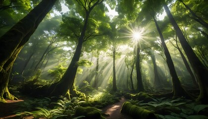Sunbeams in a Mossy Forest