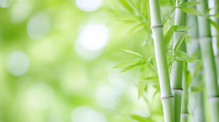 Bamboo Stalks Lush Greenery Serene Nature High-definition Soft Focus Horizontal Close-up View Tranquil Growth Natural Forest Bright Green Calming Wellness Website Design