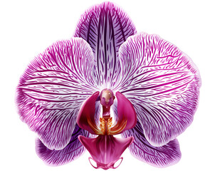 Close Up of a Vibrant Purple Striped Orchid Flower with Intricate Details and Transparent Background