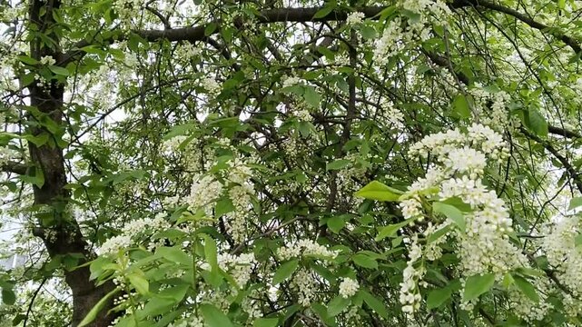 Flowering branches of bird cherry tree sway in wind. Spring aroma. Allergy. White flowers. Prunus padus. Hackberry. Hagberry. City park. Mayday tree. Rosaceae family. Ecology. Cut down tree concept.