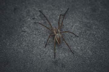 Lone Hunter: Spider on Stone