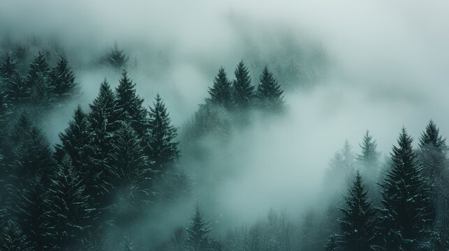 Mystical foggy forest scene with tall pine trees covered in mist and clouds creating a serene and mysterious natural landscape background for nature lovers