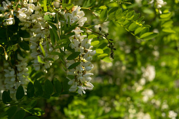 Flowers of white acacia lat. Robinia. close-up. Spring natural background. Collecting blooming flowers for alternative medicine in the month of May. Blooming fragrant tree, delicious acacia honey.