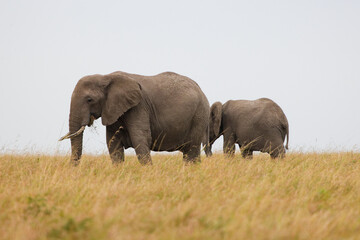 Obraz premium Two African elephants walking and grazing in Masai Mara grassland, Kenya. Wildlife safari in natural savannah habitat. Large mammals in open African landscape.