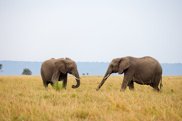 Two African elephants walking and grazing in Masai Mara grassland, Kenya. Wildlife safari in...