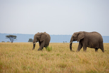 Fototapeta premium Two African elephants walking and grazing in Masai Mara grassland, Kenya. Wildlife safari in natural savannah habitat. Large mammals in open African landscape.