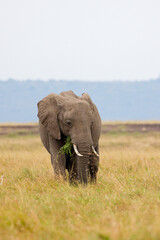 Fototapeta premium Lone African elephant grazing and walking on open grassland in Masai Mara, Kenya. Wildlife safari in natural savannah habitat. Large herbivore in African landscape.