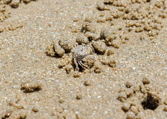 Small Crab Camouflaged on Sandy Beach Surface