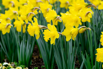 Obraz premium Yellow daffodils in the garden. Spring flowers background. Close up, selective focus