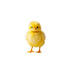 Obraz premium baby chicken isolated on white