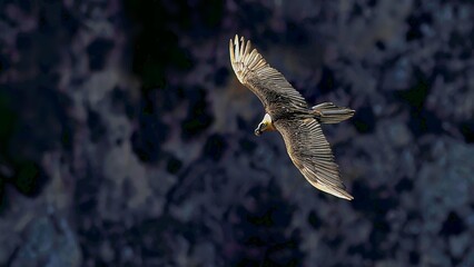 Bearded Vulture (Gypaetus barbatus), Crete