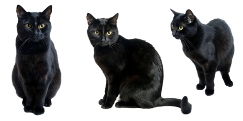 Black cat  cut out element set isolated on white background PNG