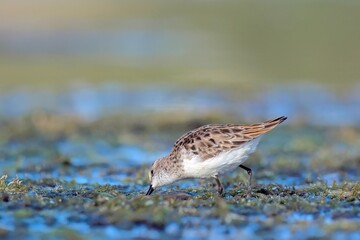 Obraz premium Little Stint (Calidris minuta), Crete, Greece