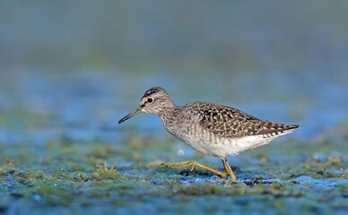 Wood Sandpiper - Tringa glareola, Crete