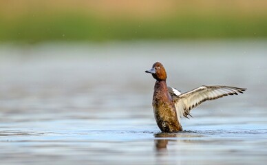 Ferruginous Duck - Aythya nyroca, Crete