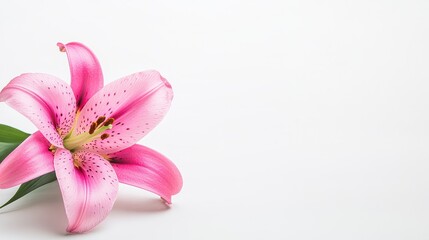 Fototapeta premium Beautiful Pink Lily Flower Bloom on White Background for Decoration