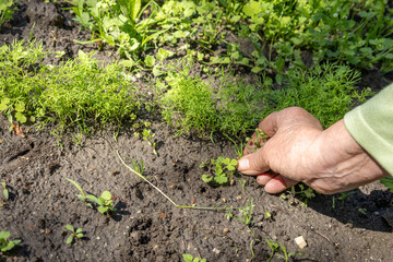 Fresh dill seedlings with manual weeding in vegetable bed.