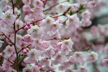Obraz premium pink cherry blossom