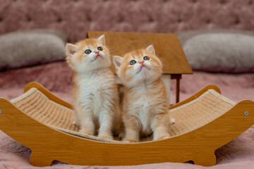 Two very cute red fluffy British breed kittens are looking at the camera