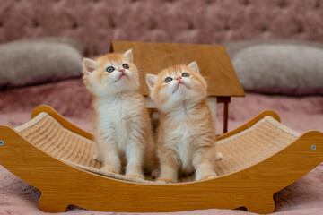 Two very cute red fluffy British breed kittens are looking at the camera