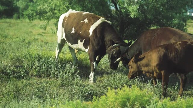Hormonal spring anxiety in cattle. Bulls compete, butt heads and make false serving (covering) for younger and weaker members of the herd