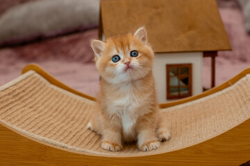 A very cute red fluffy British breed kitten is looking at the camera