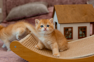 A very cute red fluffy British breed kitten is looking at the camera