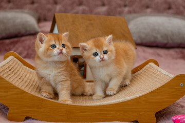 Two very cute red fluffy British breed kittens are looking at the camera