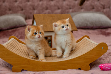 Two very cute red fluffy British breed kittens are looking at the camera