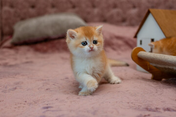 A very cute red fluffy British breed kitten is looking at the camera