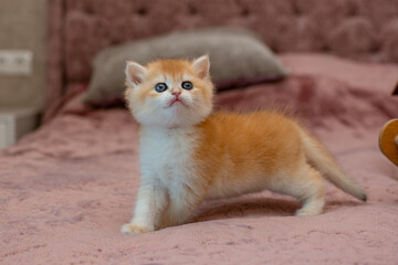 A very cute red fluffy British breed kitten is looking at the camera