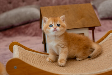 A very cute red fluffy British breed kitten is looking at the camera
