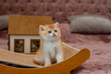 A very cute red fluffy British breed kitten is looking at the camera