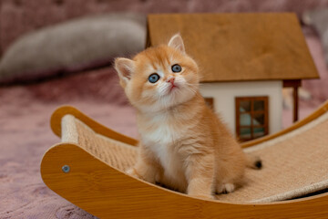 A very cute red fluffy British breed kitten is looking at the camera