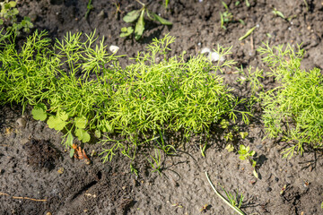 Rows of young dill seedlings in spring garden.