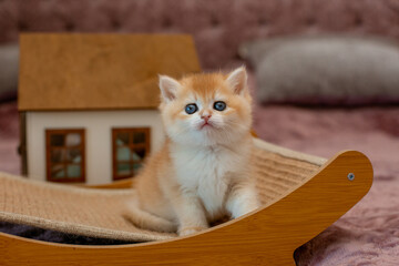 A very cute red fluffy British breed kitten is looking at the camera