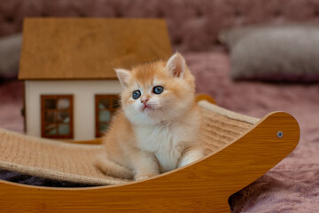 A very cute red fluffy British breed kitten is looking at the camera