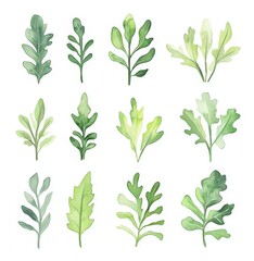 Delicate watercolor arugula leaves showcase intricate details in soft pastel hues against a crisp white background